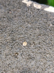 Cheilomenes sexmaculata
