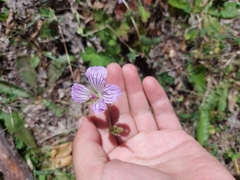 Geranium wlassovianum