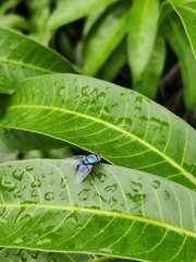 Chrysomya megacephala