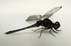 Diplacodes lefebvrii