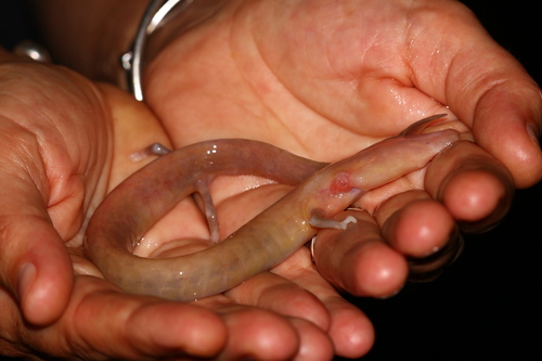 Human fish, Proteus anguinus