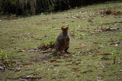 Thylogale billardierii