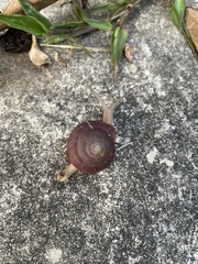 Quantula striata