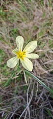 Moraea collina
