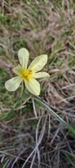 Moraea collina