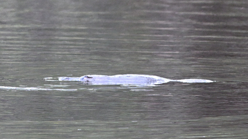 Platypus