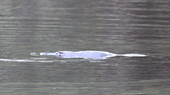 Ornithorhynchus anatinus