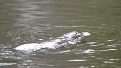 Ornithorhynchus anatinus