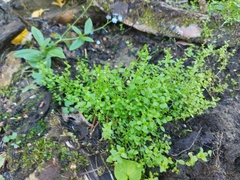 Stellaria crassifolia