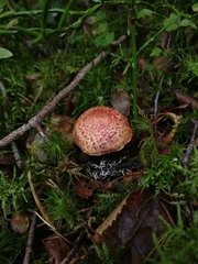 Cortinarius bolaris