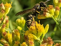 Ancistrocerus antilope