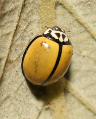 Oenopia cuneata