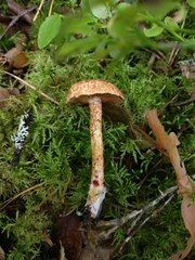 Cortinarius bolaris