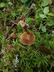 Cortinarius bolaris
