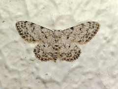 Idaea contiguaria