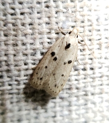 Scythropiodes issikii