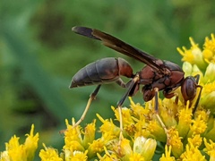 Polistes metricus