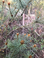 Pultenaea stipularis