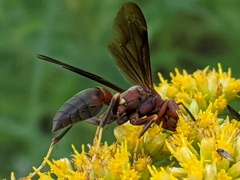 Polistes metricus