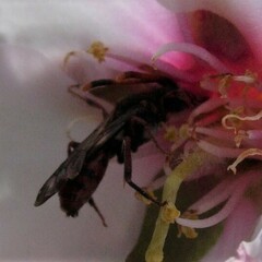 Nomada