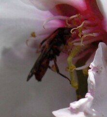 Nomada