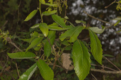 Quercus aliena