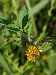 Bidens frondosa