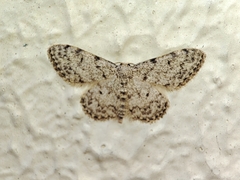 Idaea contiguaria