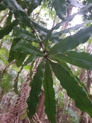 Macadamia tetraphylla