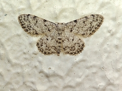 Idaea contiguaria