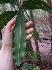 Macadamia tetraphylla