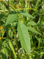 Bidens frondosa