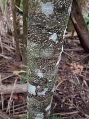 Macadamia tetraphylla