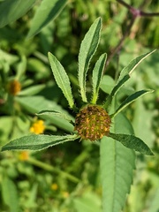 Bidens frondosa