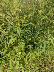 Bidens frondosa