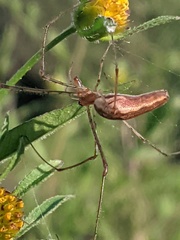 Tetragnatha
