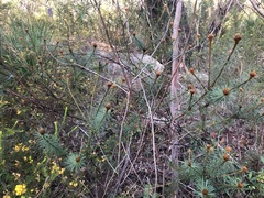 Pultenaea stipularis
