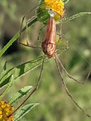 Tetragnatha