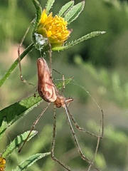 Tetragnatha