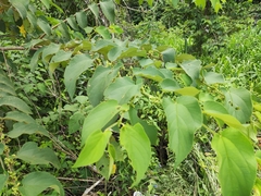 Trema micrantha