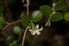 Styrax matsumuraei