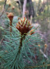 Pultenaea stipularis