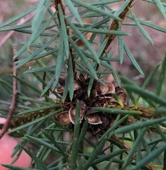 Pultenaea stipularis
