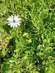 Dimorphotheca ecklonis
