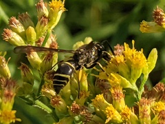 Ancistrocerus antilope