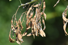Laburnum anagyroides