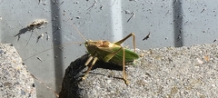 Tettigonia cantans