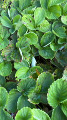 Fragaria × ananassa