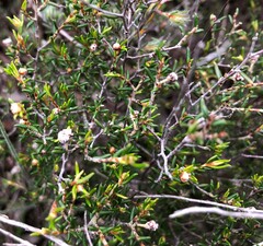 Spyridium eriocephalum