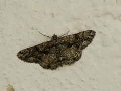 Peribatodes ilicaria